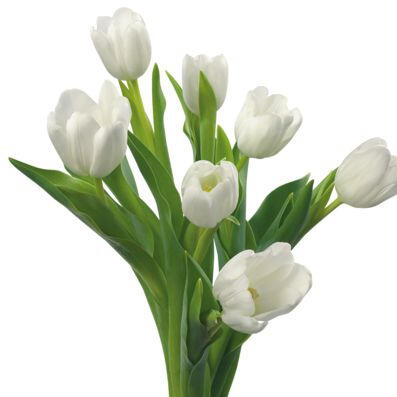 An image of white tulips.